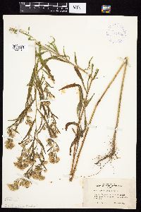 Symphyotrichum lanceolatum image
