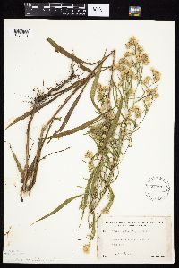 Symphyotrichum lanceolatum var. lanceolatum image