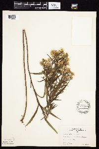 Symphyotrichum lanceolatum image