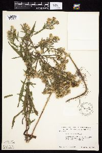 Symphyotrichum lanceolatum var. lanceolatum image