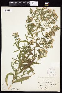Symphyotrichum lanceolatum var. lanceolatum image