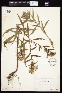 Symphyotrichum lanceolatum var. lanceolatum image