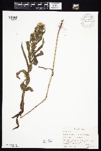 Symphyotrichum lanceolatum var. lanceolatum image