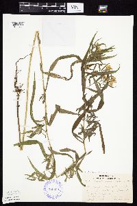 Symphyotrichum lanceolatum var. lanceolatum image