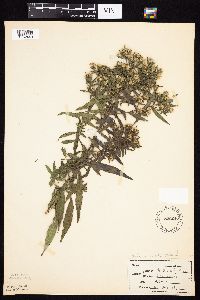 Symphyotrichum lanceolatum image