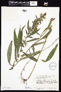 Symphyotrichum lanceolatum var. lanceolatum image
