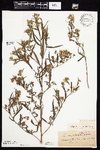 Symphyotrichum lanceolatum var. lanceolatum image