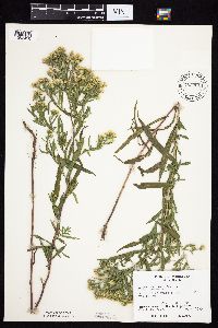Symphyotrichum lanceolatum var. lanceolatum image