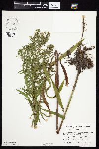 Symphyotrichum lanceolatum image