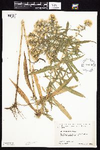 Symphyotrichum lanceolatum var. lanceolatum image