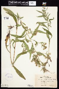 Symphyotrichum lanceolatum var. lanceolatum image