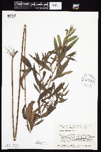 Symphyotrichum lanceolatum image