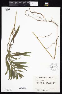 Symphyotrichum lanceolatum image