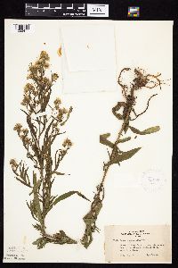 Symphyotrichum lanceolatum var. lanceolatum image
