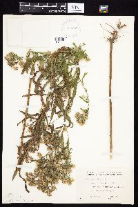 Symphyotrichum lanceolatum var. lanceolatum image