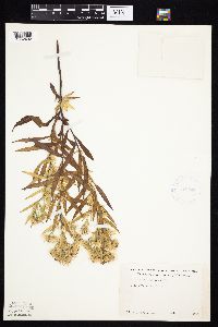 Symphyotrichum lanceolatum image