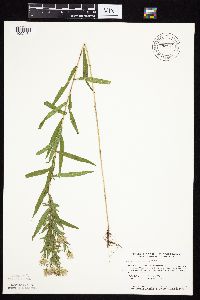 Symphyotrichum lanceolatum image