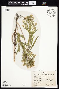 Symphyotrichum lanceolatum image