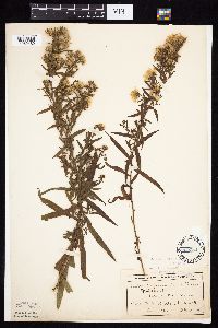 Symphyotrichum lanceolatum var. lanceolatum image