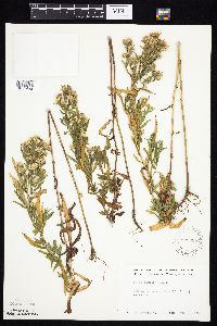 Symphyotrichum lanceolatum image