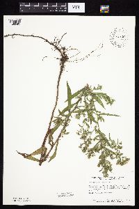 Symphyotrichum lanceolatum var. lanceolatum image