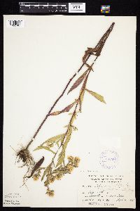Symphyotrichum lanceolatum image