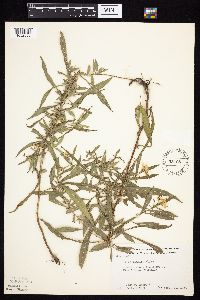 Symphyotrichum lanceolatum image