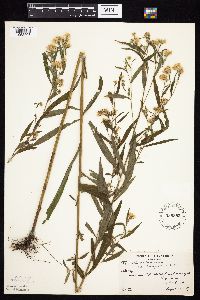 Symphyotrichum lanceolatum var. lanceolatum image