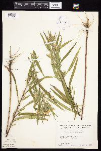 Symphyotrichum lanceolatum var. lanceolatum image