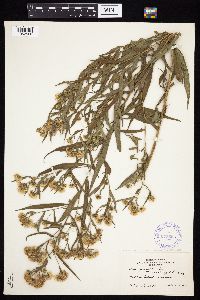 Symphyotrichum lanceolatum var. lanceolatum image
