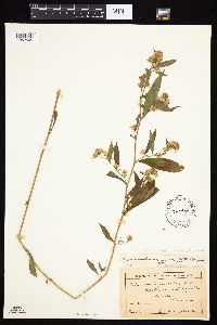 Symphyotrichum lanceolatum var. lanceolatum image