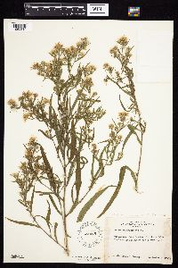 Symphyotrichum lanceolatum var. lanceolatum image