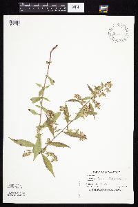 thumbnail image of current specimen
