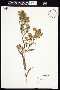 Symphyotrichum lateriflorum image