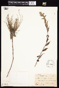 thumbnail image of current specimen
