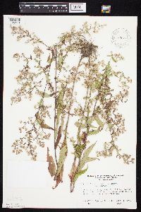 Symphyotrichum lateriflorum image