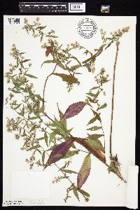 Symphyotrichum lateriflorum image