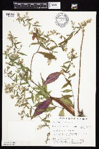 Symphyotrichum lateriflorum image