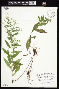 thumbnail image of current specimen