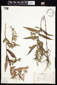 Symphyotrichum lateriflorum image