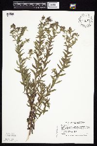 Symphyotrichum novae-angliae image