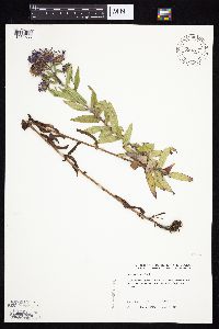 Symphyotrichum novae-angliae image