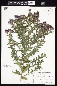 Symphyotrichum novae-angliae image