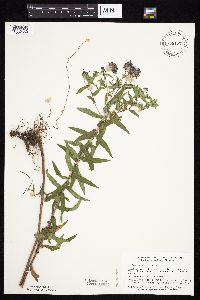 Symphyotrichum novae-angliae image