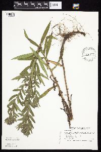 Symphyotrichum novae-angliae image