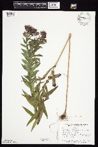 Symphyotrichum novae-angliae image