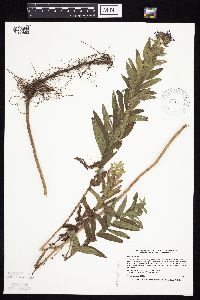 Symphyotrichum novae-angliae image