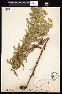Symphyotrichum novae-angliae image