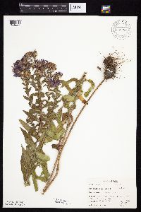 Symphyotrichum novae-angliae image