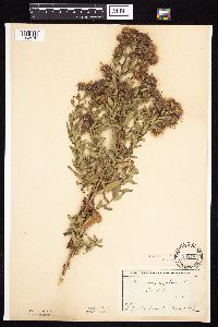 Symphyotrichum novae-angliae image